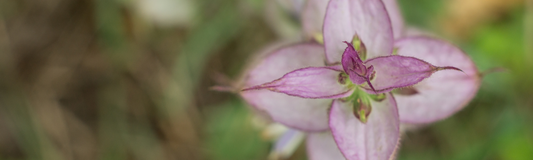Why Clary Sage Should Be in Your Essential Oil Collection