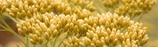 What is Helichrysum Essential Oil and How Does it Work?