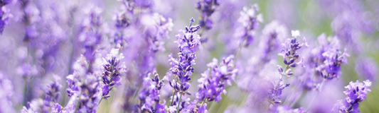 Transform Your Wellness Routine with Lavender Essential Oil: 10 Must-Try Recipes