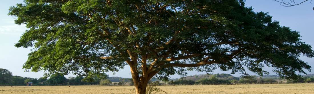 Unlock the Secrets of Copaiba Essential Oil