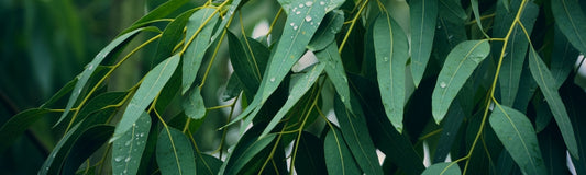 What is Eucalyptus Essential Oil and How Does It Work?