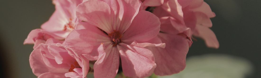 The Power of Geranium Essential Oil: History, Benefits, and Recipes