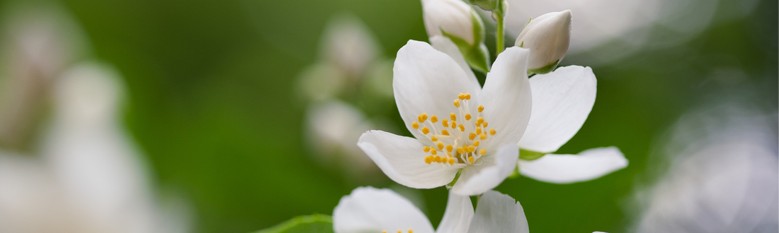 The Timeless Elegance of Jasmine Essential Oils