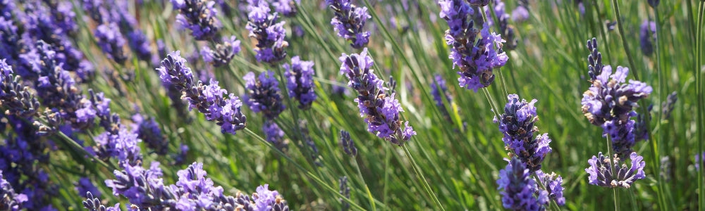 lavender field