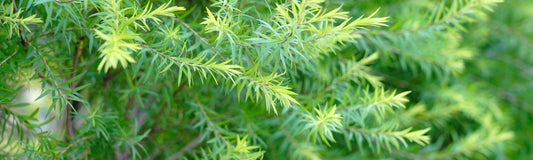 What is Tea Tree Essential Oil and How Does it Work?