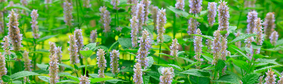 Patchouli Essential Oil: Ancient Wisdom for Modern Wellness
