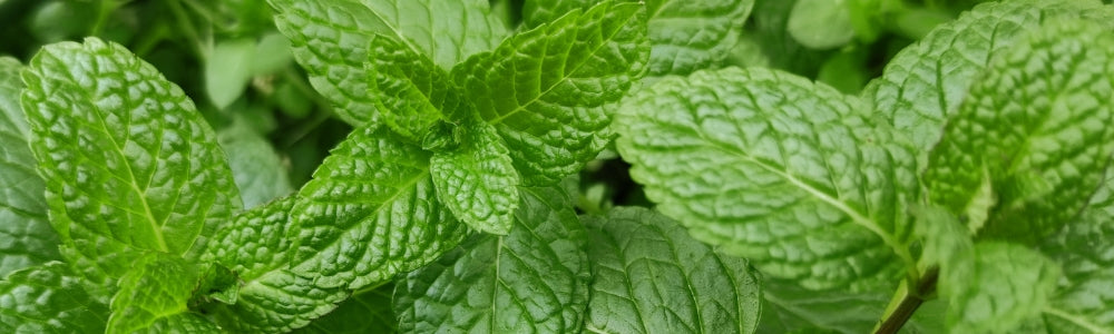 What is Peppermint Essential Oil and How Does it Work?