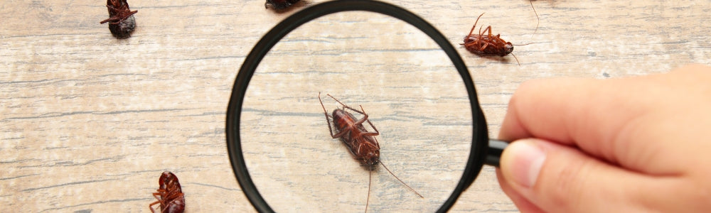 Natural Pest Control with Essential Oils