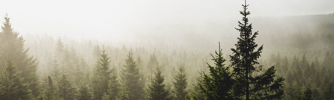 Pine Essential Oil: A Journey Through Nature's Treasure
