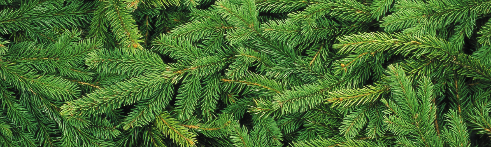 Exploring the Essence of Pine: A Comprehensive Guide to Pine Essential Oil