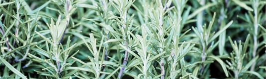 Unlocking the Power of Rosemary Essential Oil: A Timeless Remedy