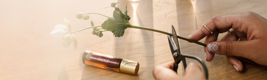 Introducing Seeds of Thyme®