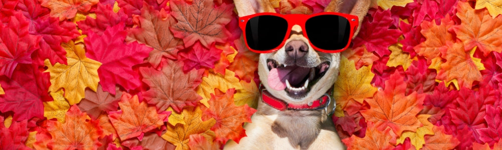 Nature’s Mood Boosters - Fighting Seasonal Depression