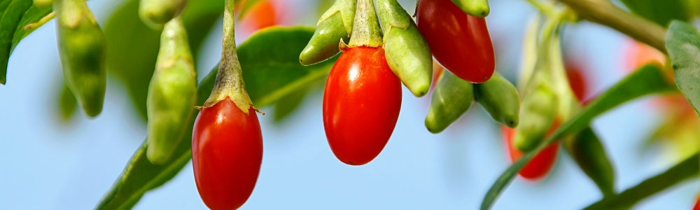 Unleashing the Power of Wolfberries: A Nutrient-Packed Superfood