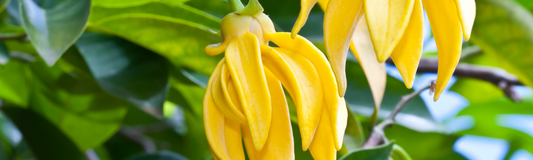 Unlocking the Secrets of Ylang Ylang Essential Oil: A Journey into the "flower of flowers"