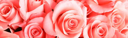 Embracing the Essence of Love: The Timeless Allure of Rose Essential Oil